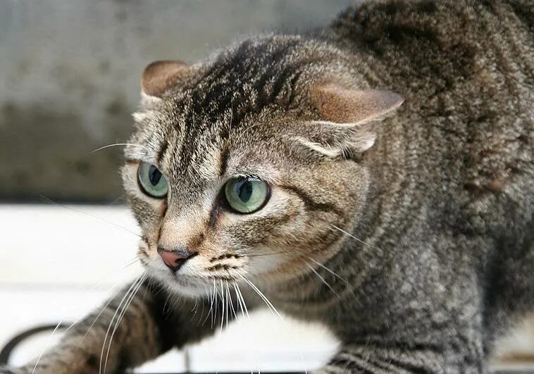 Перед нападением. Кот поджал уши. Кошка с прижатыми ушами. Прижатые ушки у кошки. Коты с ушами.