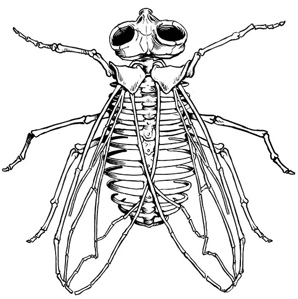 Наружный скелет насекомого. Скелет насекомых. Наружный скелет насекомых. Насекомые с наружным скелетом. Скелет мухи.