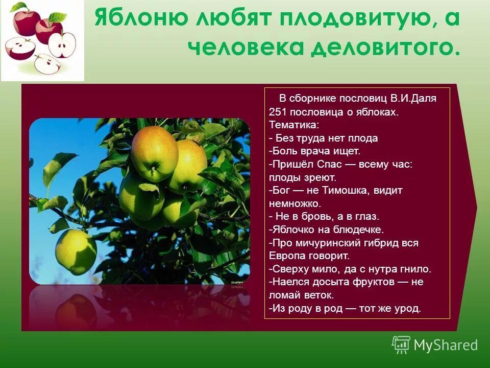 сорт славянка яблоня. яблоня класс. яблоня культурное растение. яблоня культурное растение. характеристика яблони.