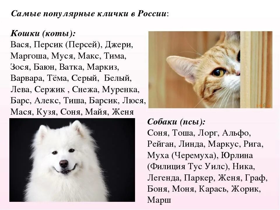 Красивое имя для котика