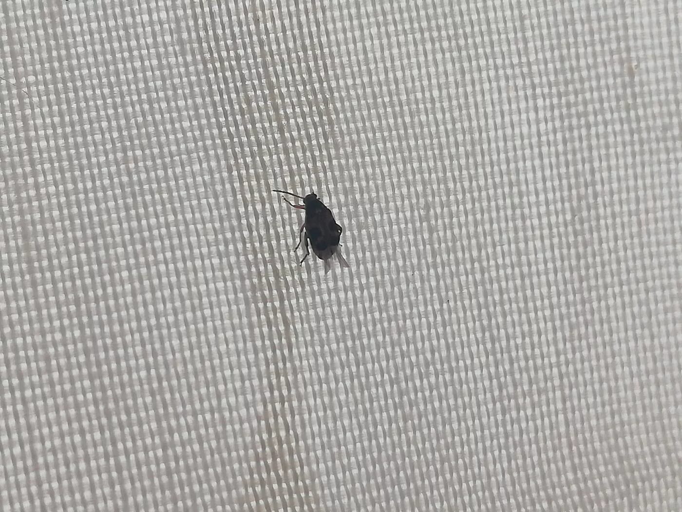 жучки в квартире.