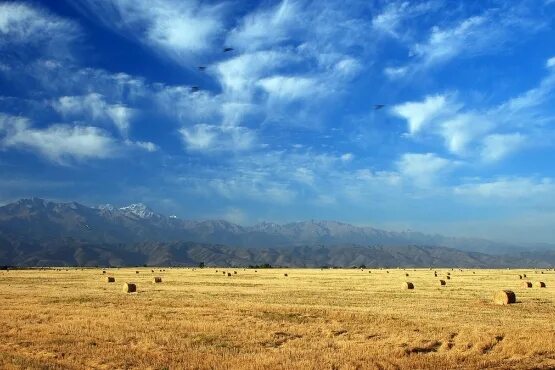 Климат казахстана презентация. Климат казахстана презентация. Климат казахстана презентация. Лесостепи и степи, пустыни и полупустыни россии. Климат казахстана.
