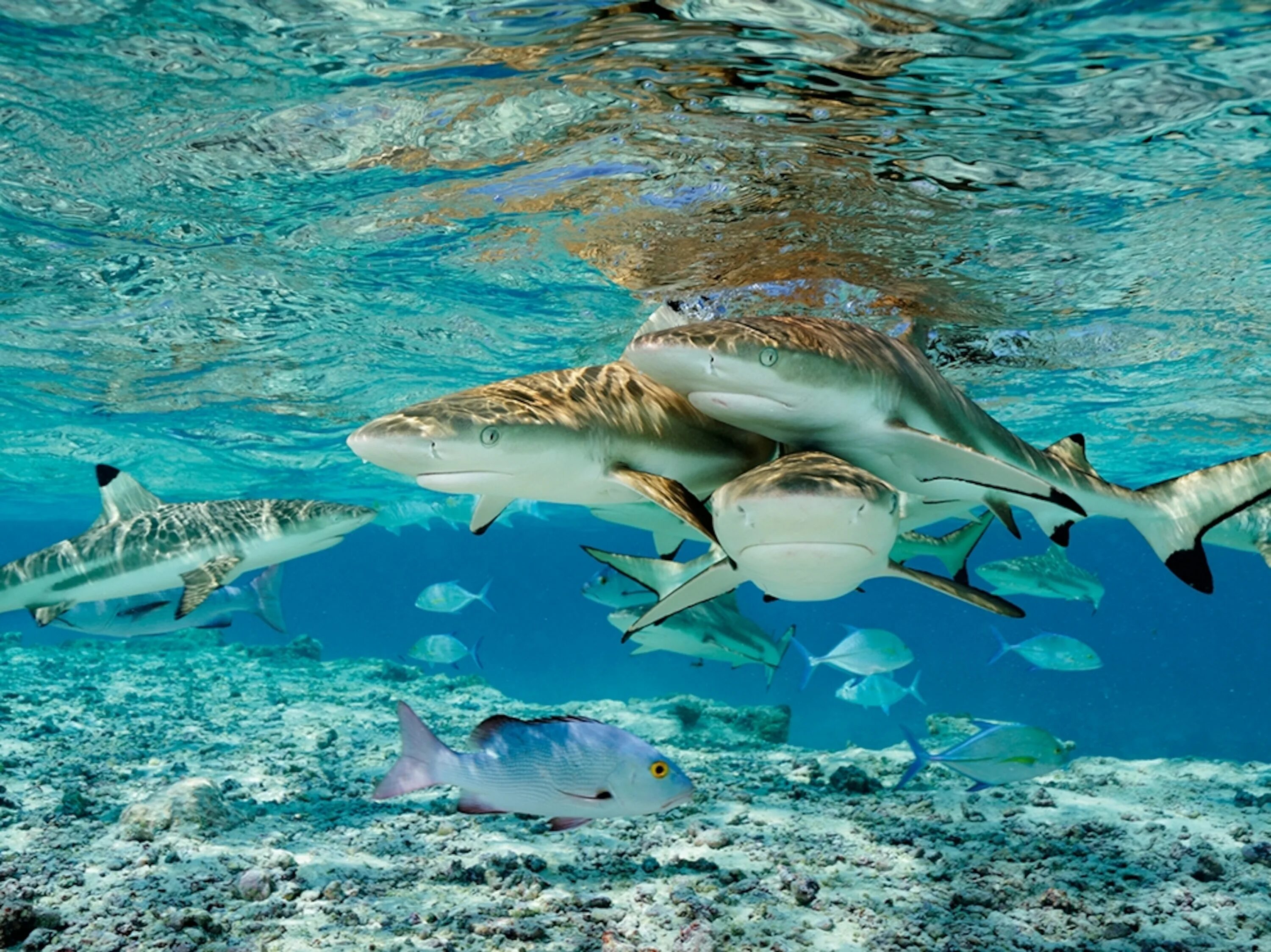 В каком океане акулы встречаются только летом. Черноперая рифовая акула Мальдивы. Белоперая рифовая акула. Средиземноморская Кунья акула. Акула людоед индийского океана.