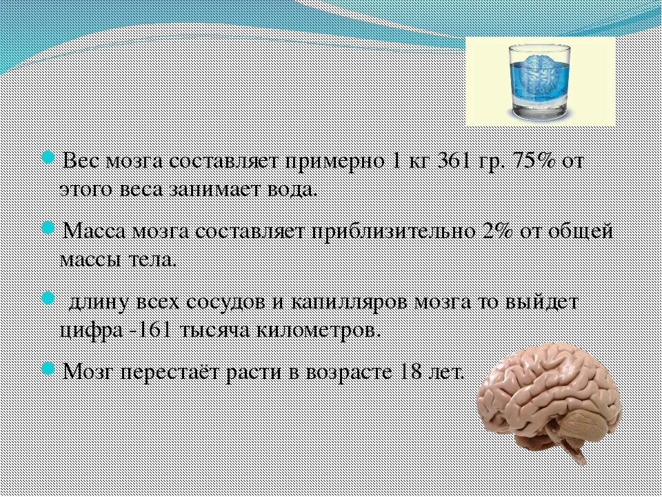 Сколько весил мозг. Вес мозга. Масса мозга составляет. Интересные факты о головном мозге.