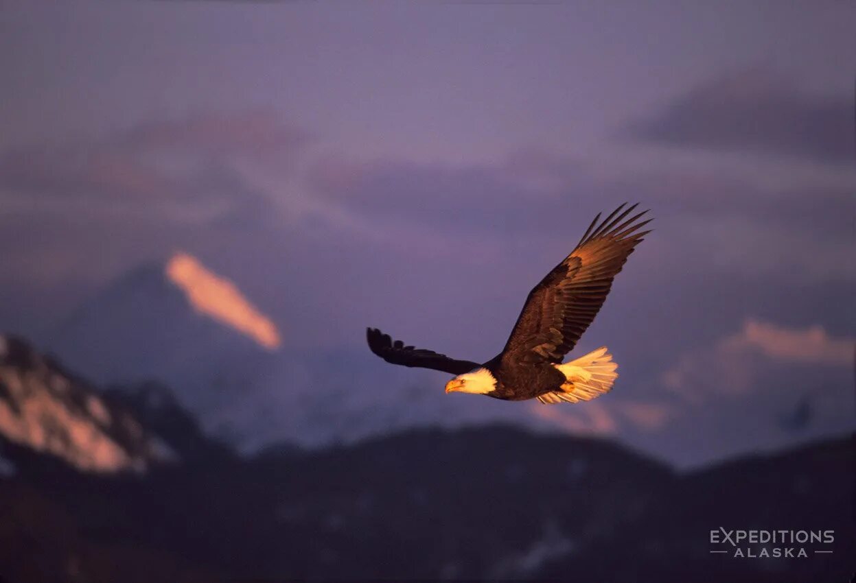 Человек летит на орле. Белоголовый Орлан в горах. Парящий ястреб Орел в горах. Орел над горами. Полет птицы.