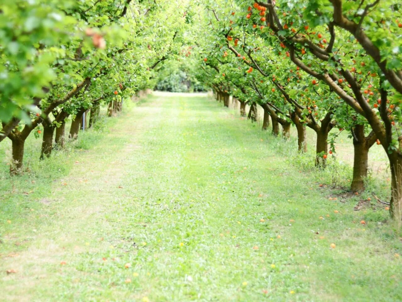 Фрукты под деревом. Плантация абрикосов. Яблочные плантации Нормандии. Яблоня Кубань плантации. Молдавия плодовые сады абрикосы.