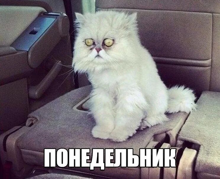Кот безысходность. Депрессивный понедельник января самый. Депрессивный понедельник января самый. Мем чуть чуть грустный пон. Осень картинки прикольные.