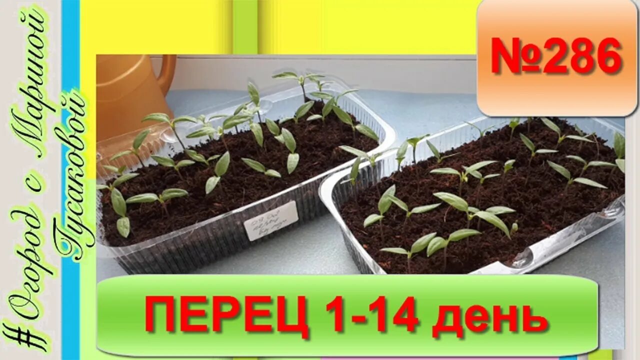 Всхожесть семян перца сладкого на рассаду. Первые всходы перца. Рассада виолы две недели. Всходы рассады перца болгарского о. Рассада перца на 15 день.