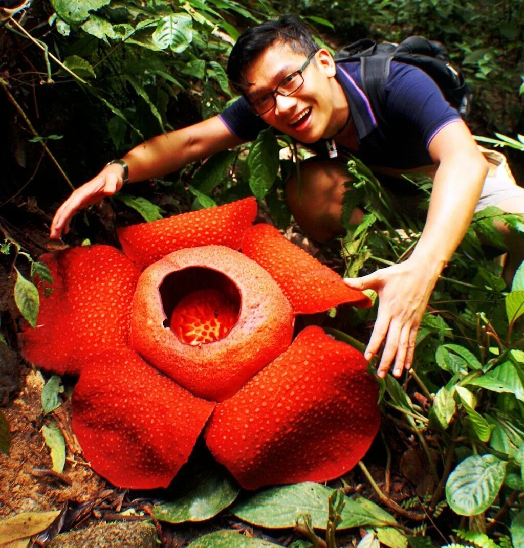 Опасные цветы. Раффлезия Арнольди. Растение раффлезия Арнольди. Раффлезия Арнольди самый большой цветок в мире. Растение-паразит раффлезия Арнольди.