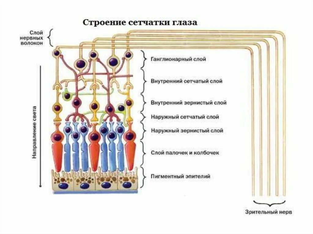 Сетчатка тело функции. Слои сетчатки глаза анатомия. Схема строения сетчатки глаза. Функциональные слои сетчатки глазного яблока. Строение сетчатки оболочки глаза.