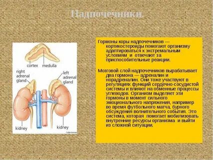 Влияние гормонов надпочечников на работу нервной системы
