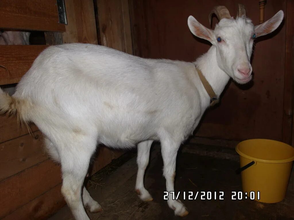 Суягные козы. Предродовое залеживание у козы. Сколько месяцев беременна коза