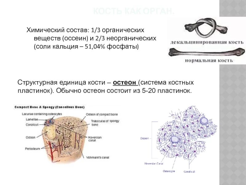 Состав костей оссеин. Из чего состоит кость человека химический состав. Органические и неорганические вещества кости. Органические вещества кости. В химическом составе костей пожилого человека