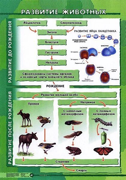 Этапы развития у животных биология 6 класс. Схема развития животного. Развитие растений и животных. Развитие животных таблица. Рост биология 9 класс