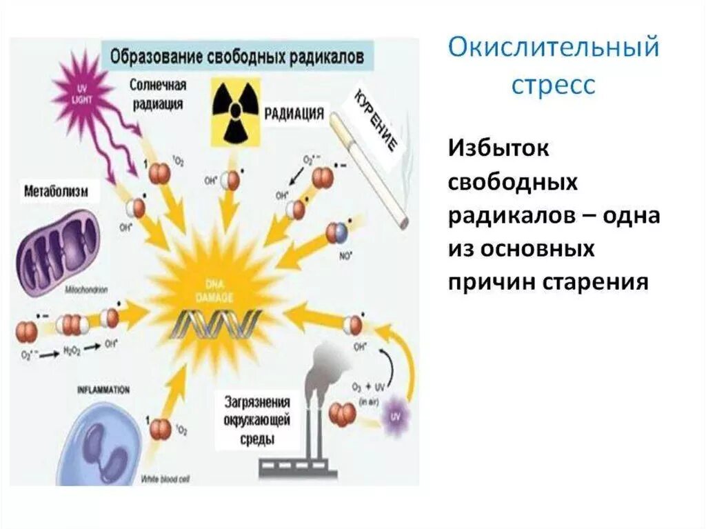 Кожей радикал. Схема образования свободных радикалов. Окислительный стресс. Свободные радикалы и окислительный стресс. Окислительный стресс причины.