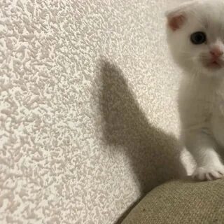 Котята красноярск