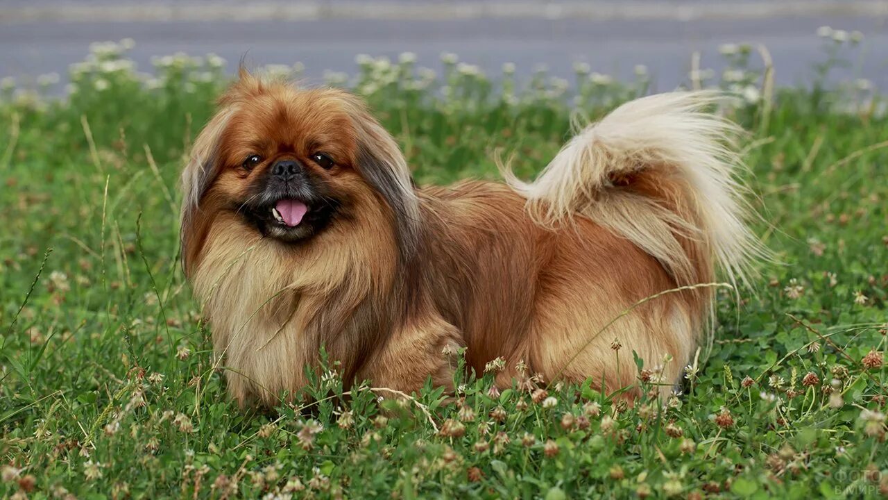 Пекинес фото собаки. Собака Пекинес. Пекинес Королевский рыжий. Тимоша Пекинес. Порода собак Пекинес фото.
