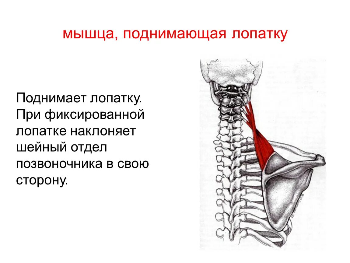 Функции шейного отдела. Мышца поднимающая лопатку анатомия. Полуостистая мышца лопатки. Мышца поднимающая лопатку спины.