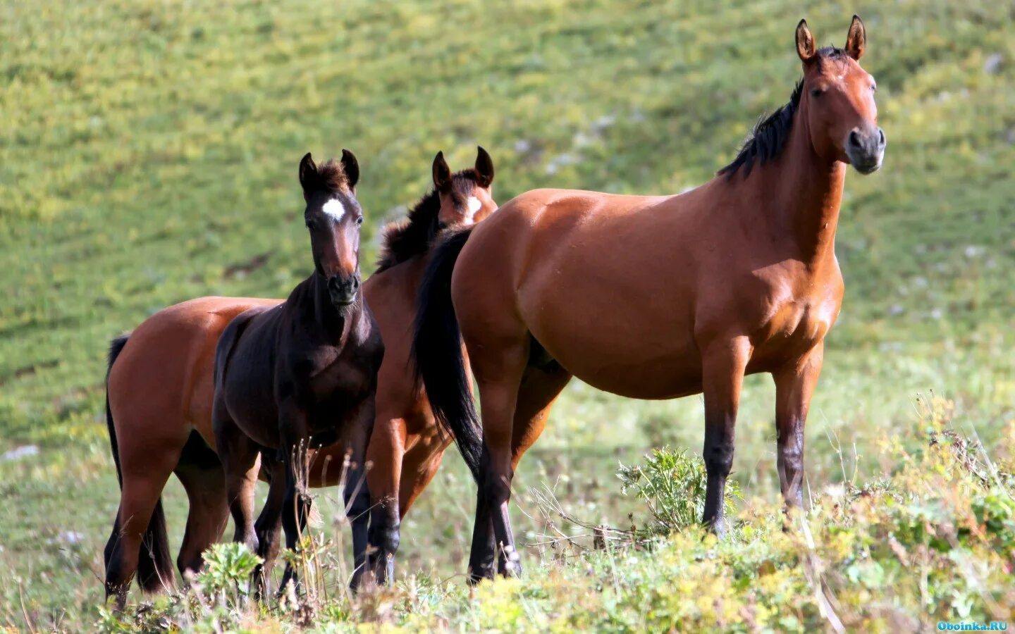 Horse family