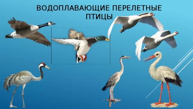 Тематический неделя перелетные птицы. Перелетные птицы водоплавающие птицы. Водоплавающие перелетные птицы для детей. Перелетные водоплавающие птицы России. Водоплавающие перелетные птицы для дошкольников.