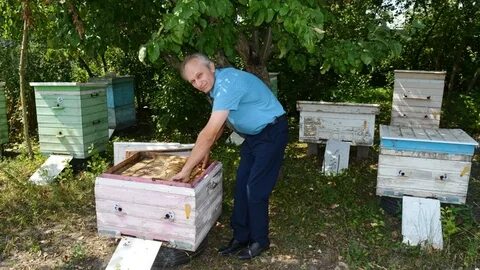 Пчелы в воронежской