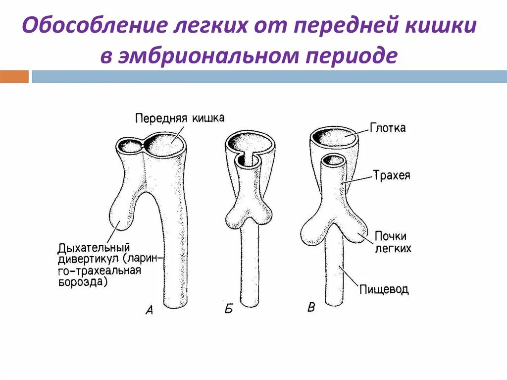 Развитие пищевода