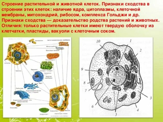 Строение клетки растений и животных. Схема различия растительной и животной клетки. Отличие клеток растений от клеток животных. Растительная и животная клетка. Клетки растений и животных различия сходство