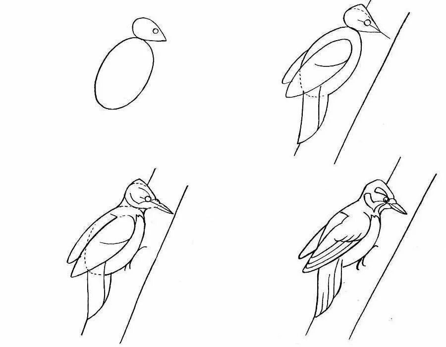 Поэтапное рисование птиц. Рисование птицы поэтапно. Поэтапное рисование дятла. Птица рисунок карандашом для детей. Рисуем птицу поэтапно презентация 2 класс