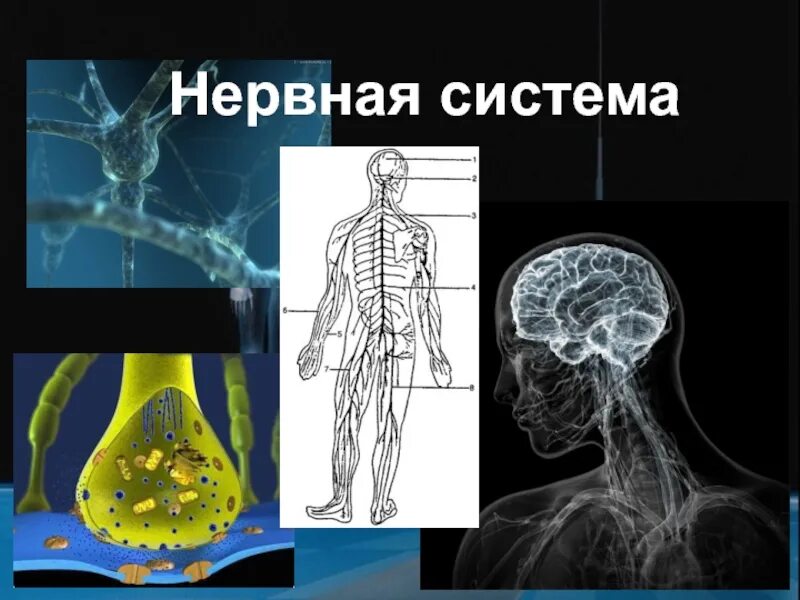 Нервная система презентация. Гигиена нервной системы человека. Гигиена нервной системы картинки. Презентация для детей нервная система.