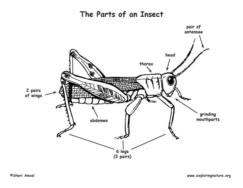 Insect legs. Parts of insects. Structure of insects. Insect body Parts. The Internal structure of insects.