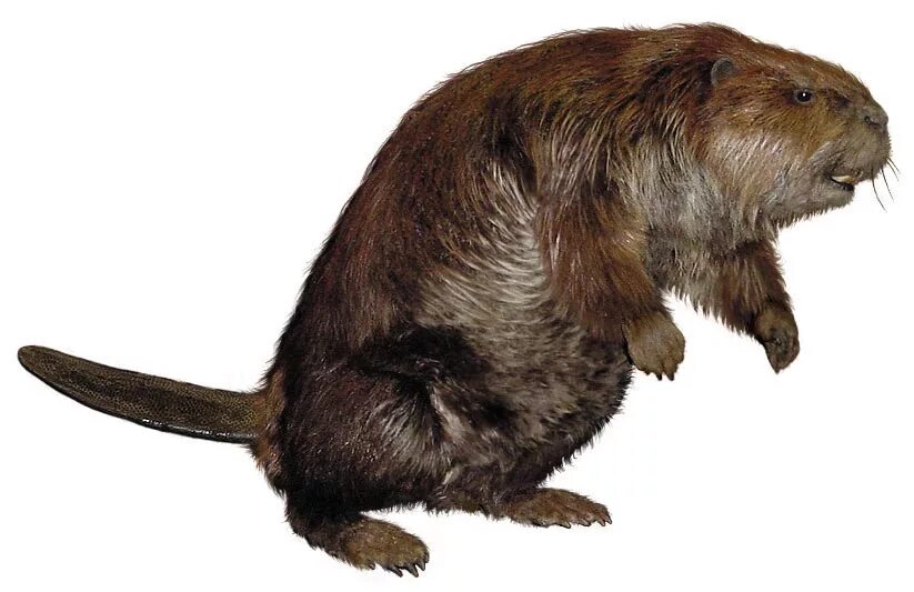 Бобриха тт. Бобр на белом фоне. Бобр фотошоп. Бобр без фона. Бобер без фона.