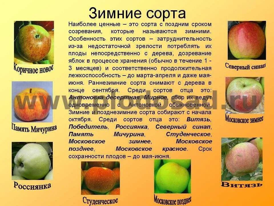 Какого цвета бывает яблоко