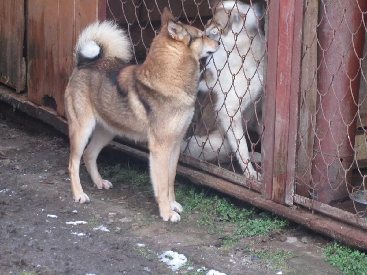 Удмуртский питомник западно-сибирских лаек. Питомник сибирской лайки. Питомник собак западно сибирская лайка. Питомник собак западно сибирская лайка. Питомник сибирской лайки.