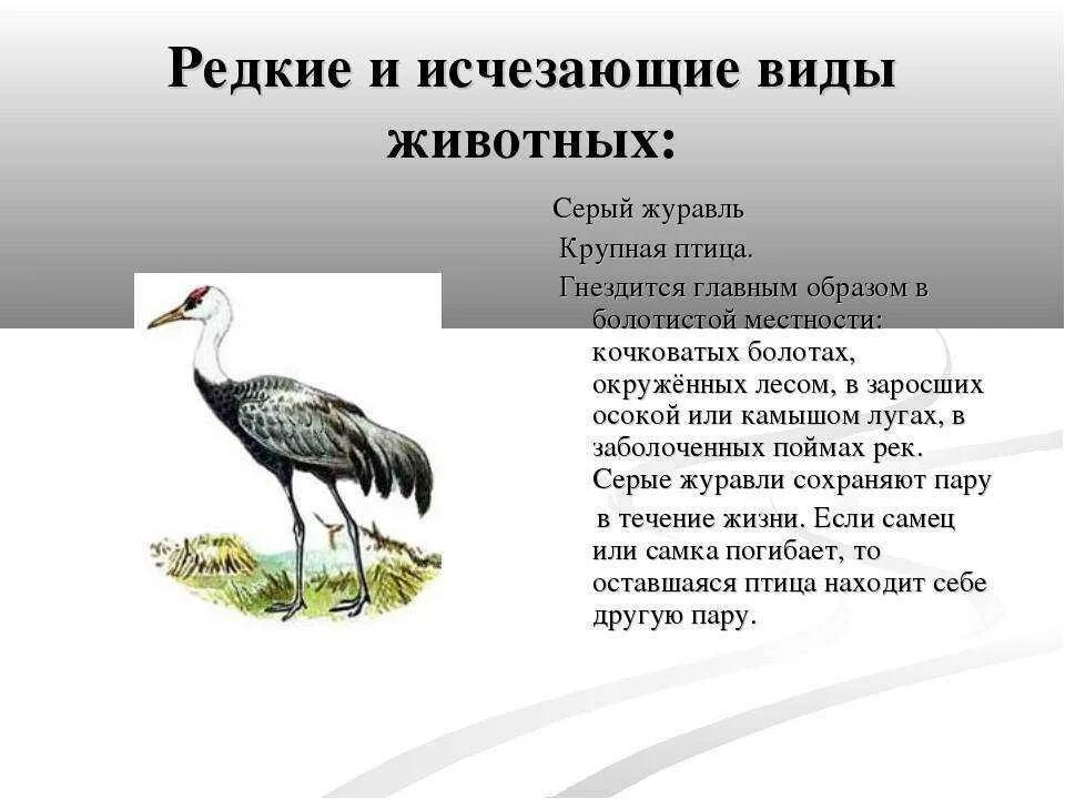 Как понять исчезающие сообщения. Редкие и исчезающие виды растений и животных. редкие и исчезающие птицы. красная книга исчезающие виды. красная книга вымирающие виды.