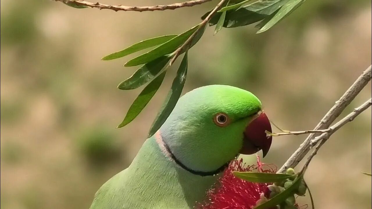 Ожереловый видео