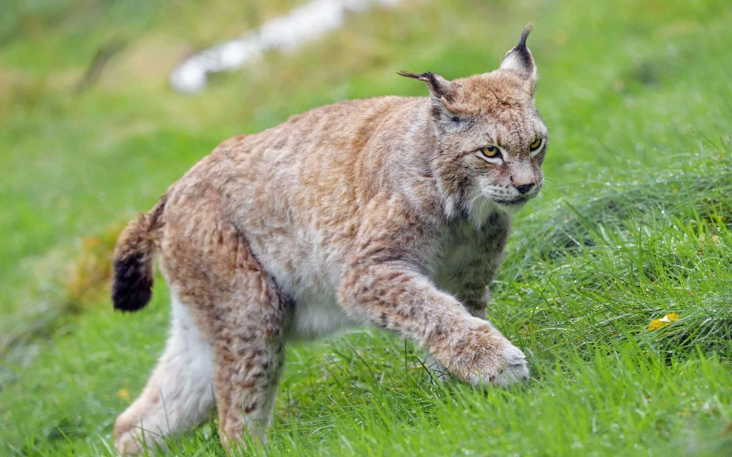 Канадская Рысь. Канадская Рысь Северной Америки. Евроазиатская Рысь. Рысь (Lynx Lynx) в дикой природе. Рысь в москве