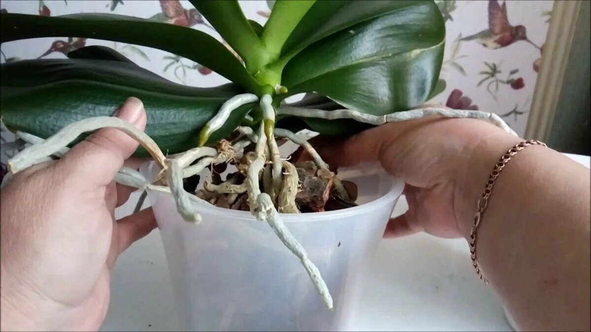 Орхидея вылезла из горшка что делать. Омоложение орхидеи фаленопсис. Омолаживание орхидеи фаленопсис. Омолодить орхидею фаленопсис. Орхидея фаленопсис перевалка.