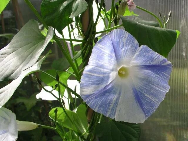 Ипомея флаинг соурсес. Ипомея лозы. Ипомея шантеклер. Ипомея flying saucers. Ипомея пикоти.