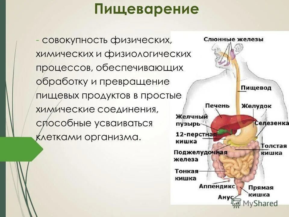 Пищеварение. Процесс пищеварения. Процесс пищеварения у человека. Пища для пищеварительной системы.