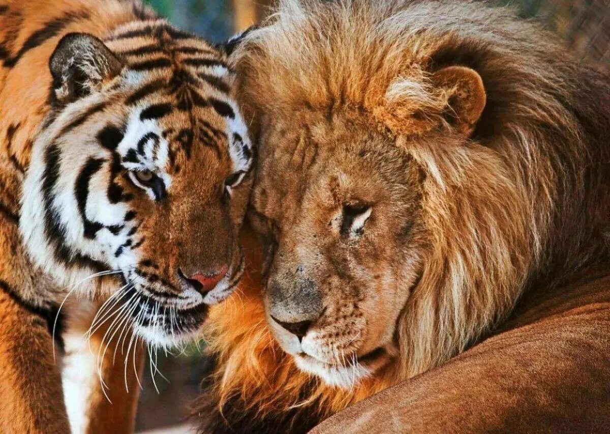 Что за лев этот тигр mp3. Львица Лев тигр. Тигр львицу Лев тигрицу. Лион Тигер. Лев и львица тигрята.