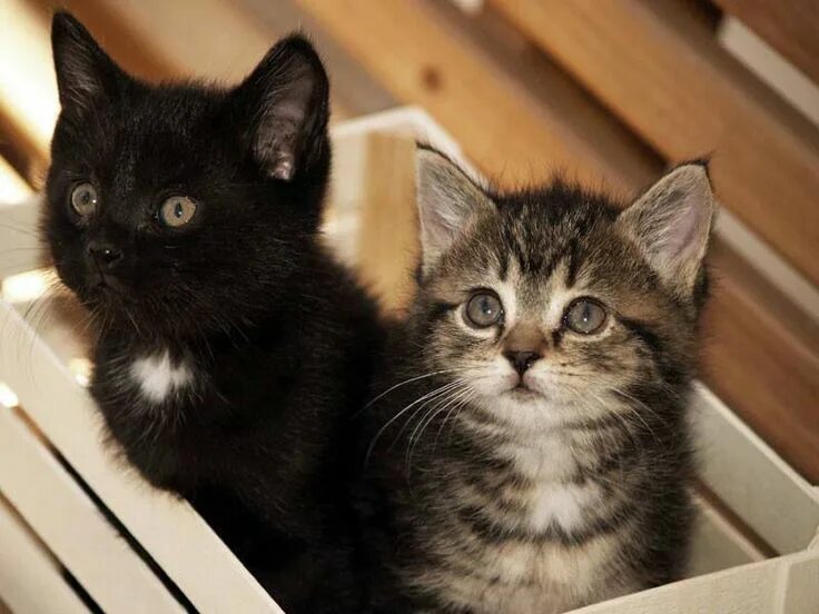Как зовут третьего котенка. Котенок зовет. три котика. кошка зовут. имена для кошек.