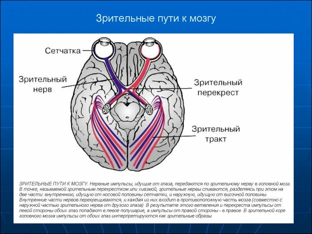 Перекрест нервных путей зрительного анализатора. Зрительный Перекрест анатомия. Зрительный нерв нерв анатомия. Частичный Перекрест зрительного нерва. Два зрительных нерва