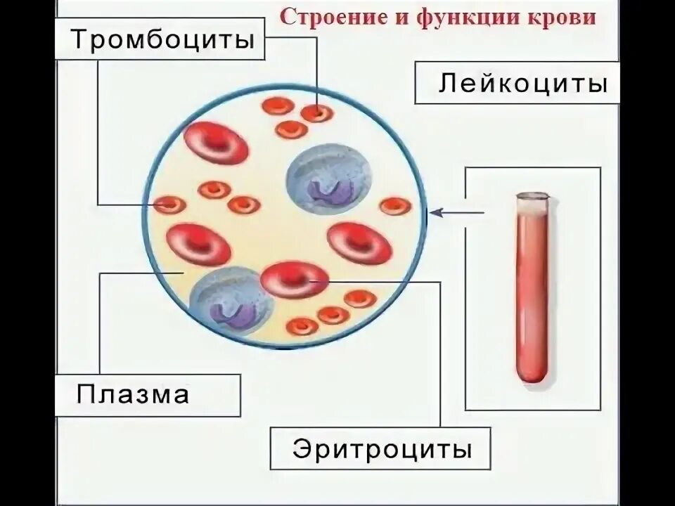 Строение крови. Кровь строение и функции. Кровь ЕГЭ биология. Состав крови ЕГЭ. Группы крови биология егэ