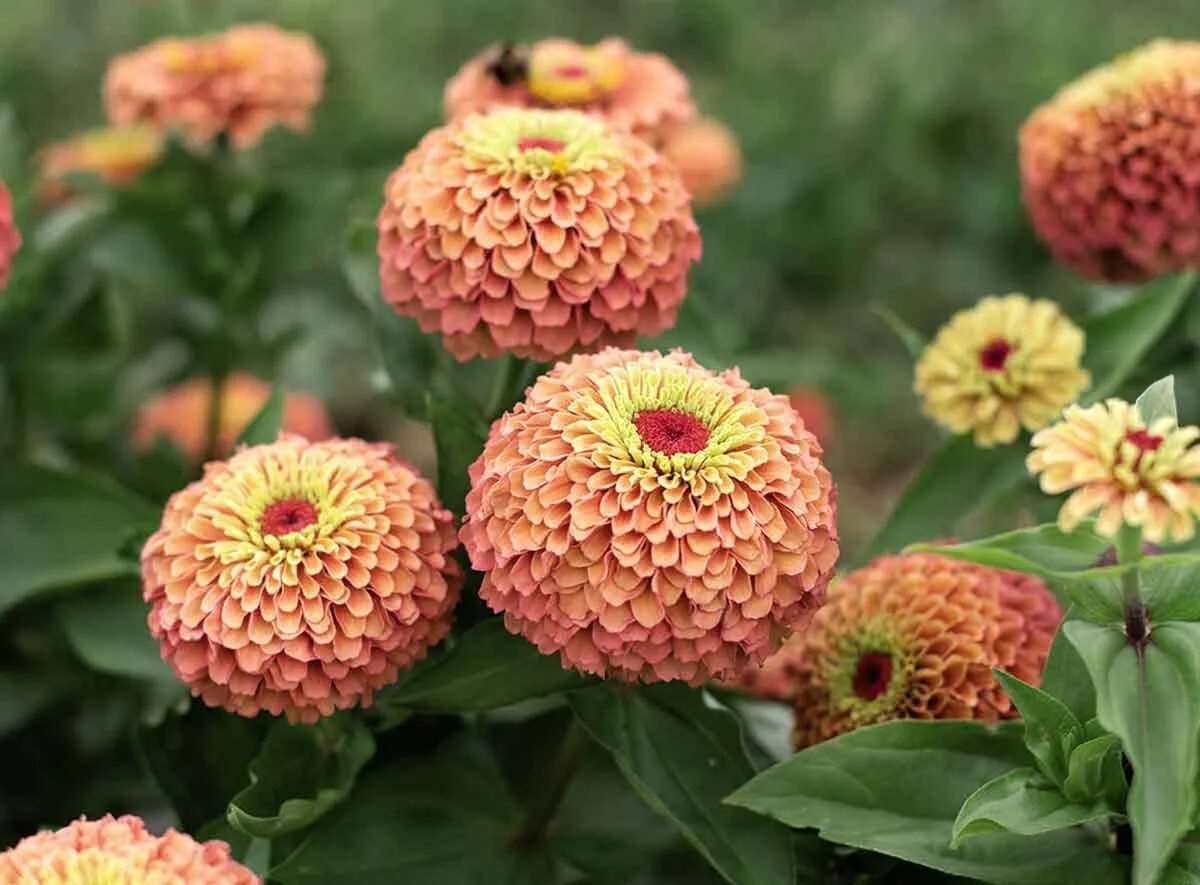 Циния кустовая сорта. Циния глориеншайн. циния скабиозная. цинния (zinnia):.