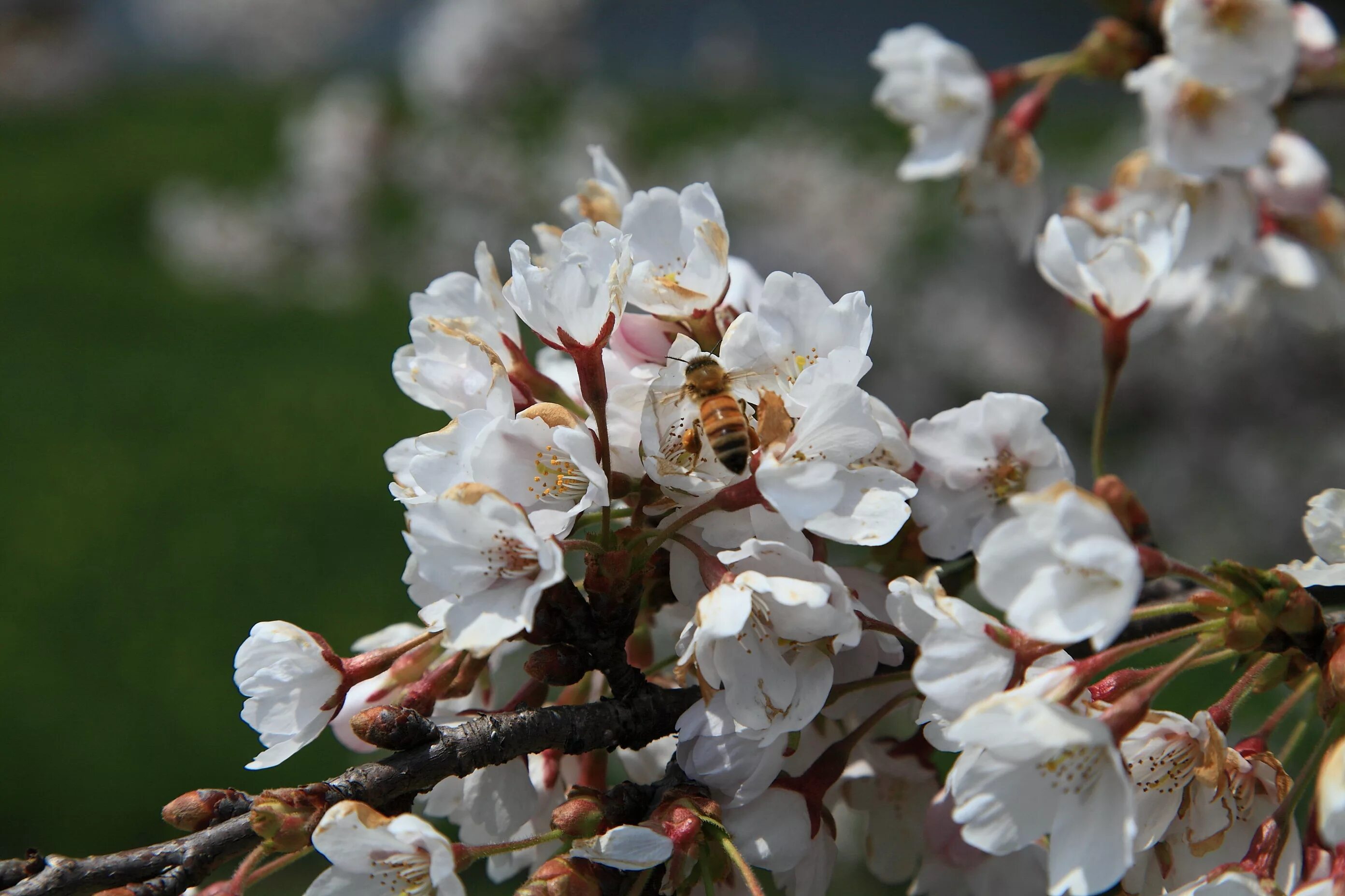 Какие деревья цветут в апреле. Белая Сакура дерево. Цветы вишни. Весенние апрельские цветы. Апрель.