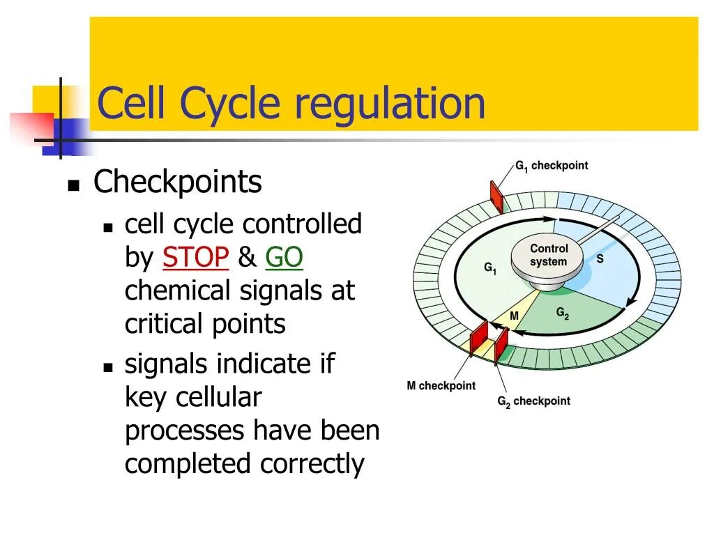 Cell processing. Checkpoints and regulation of the cell cycle.. клеточный цикл примеры. жизненный цикл checkpoint. neurohormonal regulation cycle.