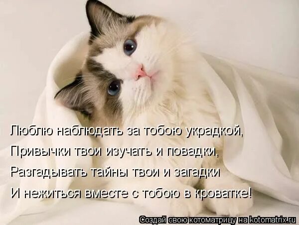 Люблю кота стихи. Люблю кота стихи. Стихотворение про кошку. Стих про котяру. Люблю тебя котик.