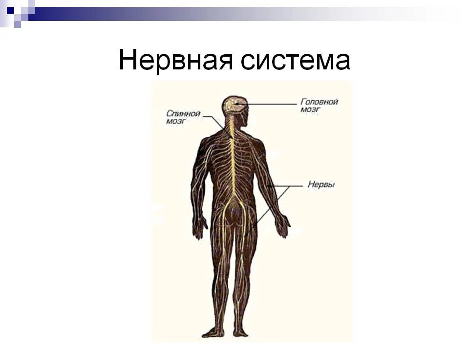 Из чего состоит нервная система 3 класс. Нервная система человека состоит 3 класс. Схема нервной системы человека схема. Нервная система органов схема.