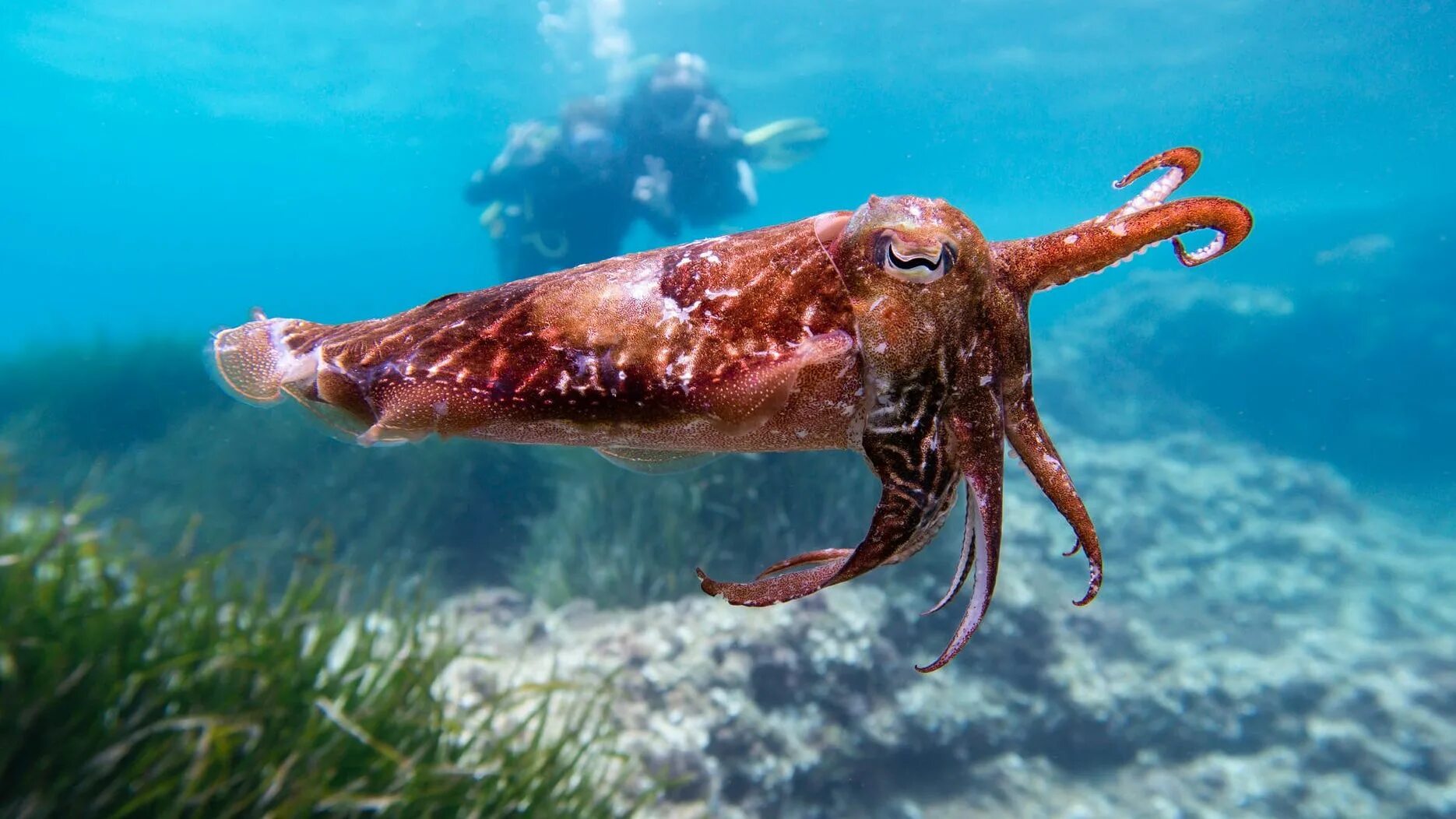 Головоногие моллюски каракатица. Морской монах каракатица. Каракатица красное море. Каракатица индийского океана. Морское головоногое