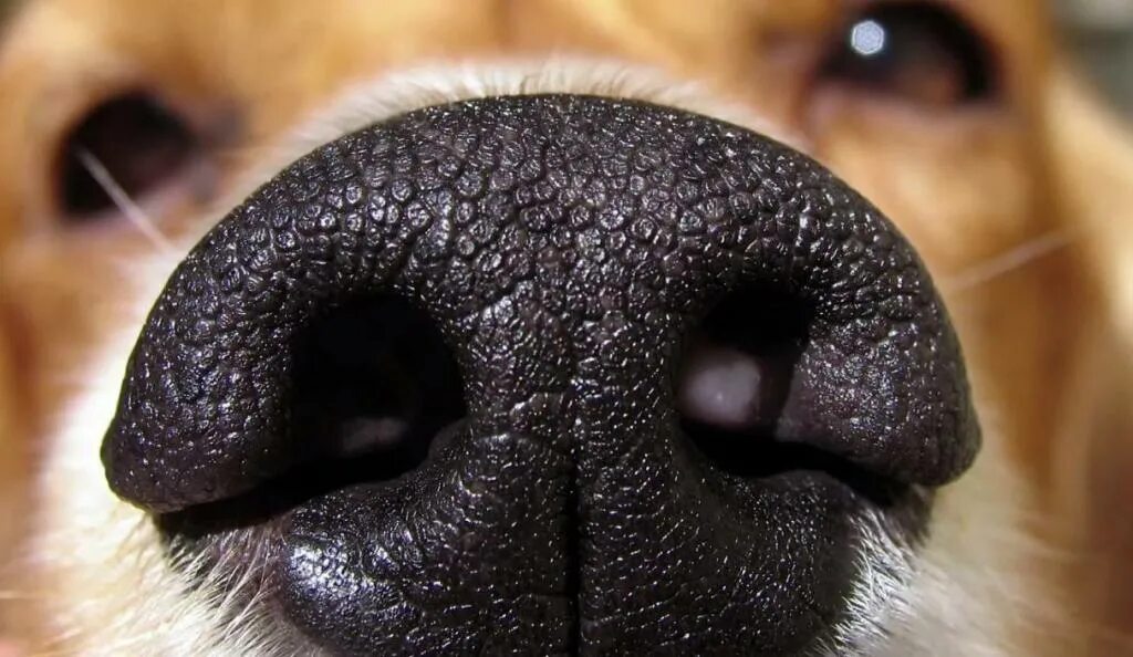 Собачий нос. Отпечаток носа собаки. Нюх собаки. Обоняние собаки.
